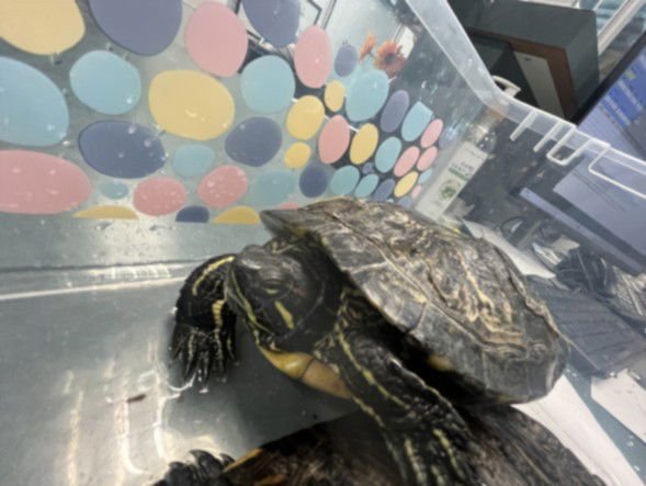 ZILLA - Turtle available for adoption