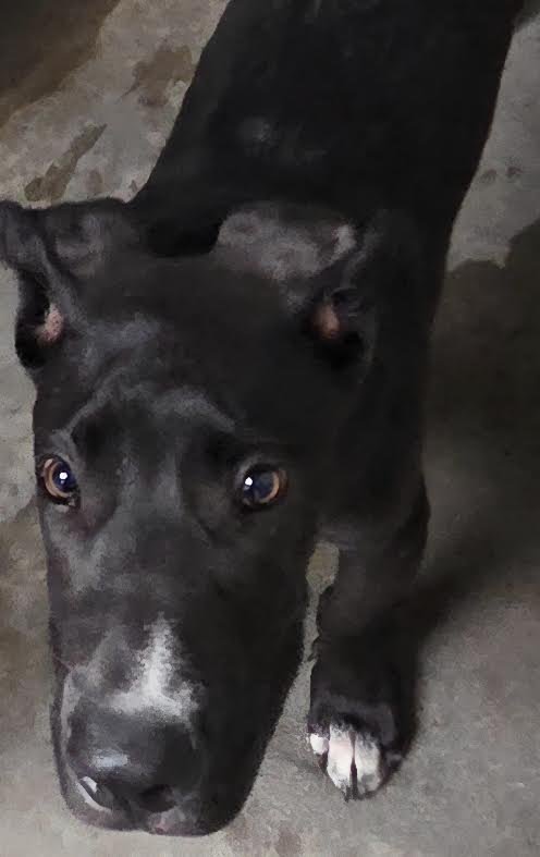 WIGLEY - Pit Bull Terrier available for adoption