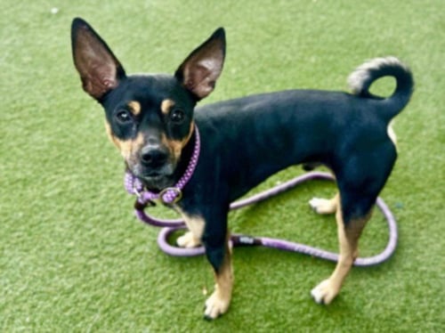 SPANKY - Miniature Pinscher available for adoption