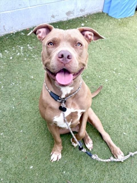 CHLOE - Pit Bull Terrier available for adoption
