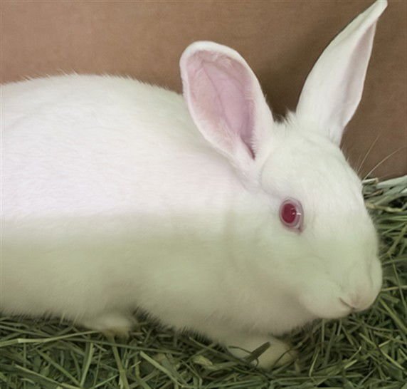 MADONNA - Shorthaired Rabbit available for adoption