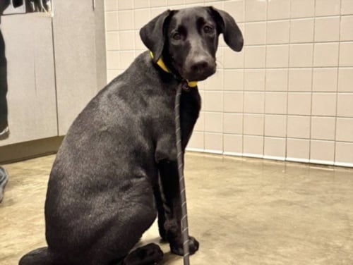 PENNY - Labrador Retriever available for adoption
