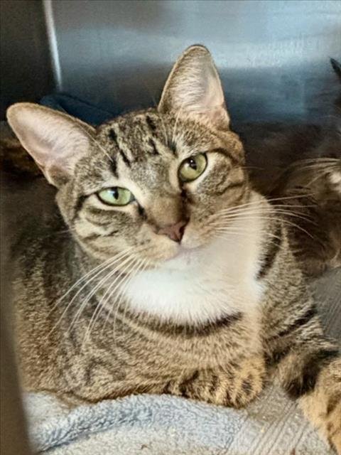 LUCY - Domestic Short Hair available for adoption