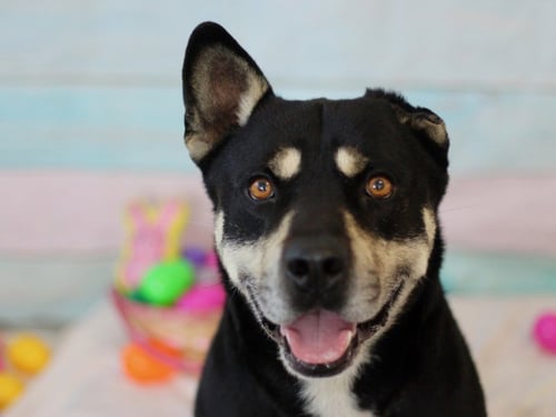 RANCHITO - Siberian Husky available for adoption