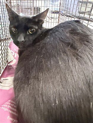 OZZY - Domestic Short Hair available for adoption