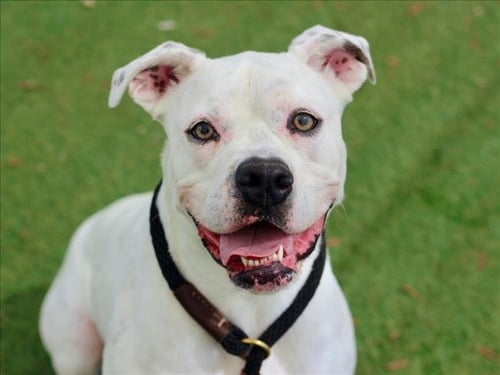 RONDA - Boxer available for adoption