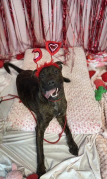 FRANKIE - Pit Bull Terrier / Labrador Retriever available for adoption