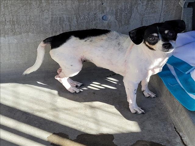 BINGO - Chihuahua available for adoption