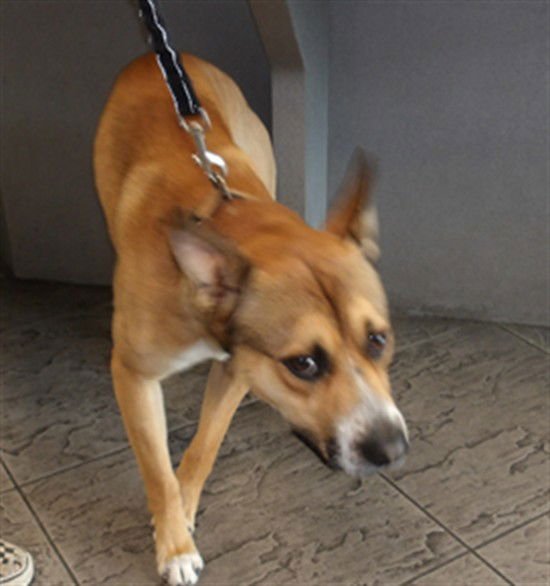 ROCKY - German Shepherd Dog available for adoption