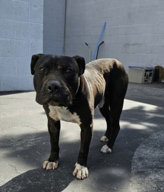 BRONCO - Pit Bull Terrier available for adoption