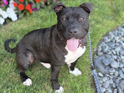 BRONCO - Pit Bull Terrier available for adoption