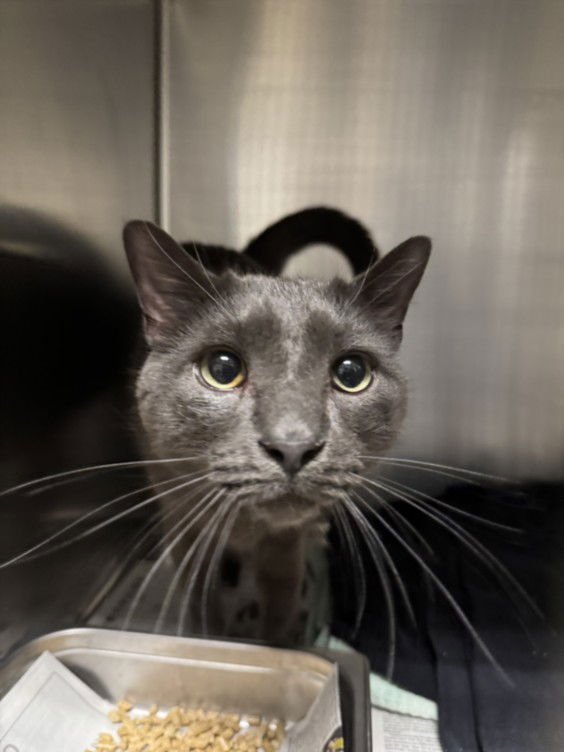 BLUE - Domestic Short Hair available for adoption