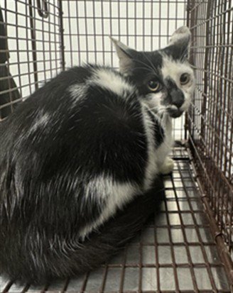 TONY MONTANA - Domestic Short Hair available for adoption