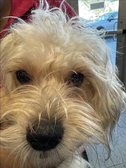 TEDDY Image