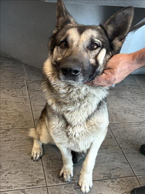 MOCHI - German Shepherd Dog available for adoption