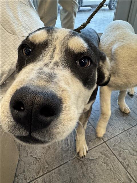 BOB - Husky available for adoption