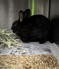CHANCE - Photo 1