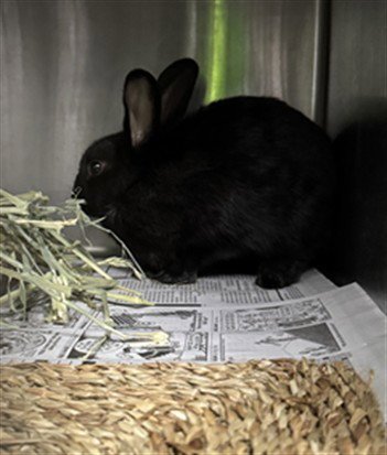 CHANCE - Shorthaired Rabbit available for adoption