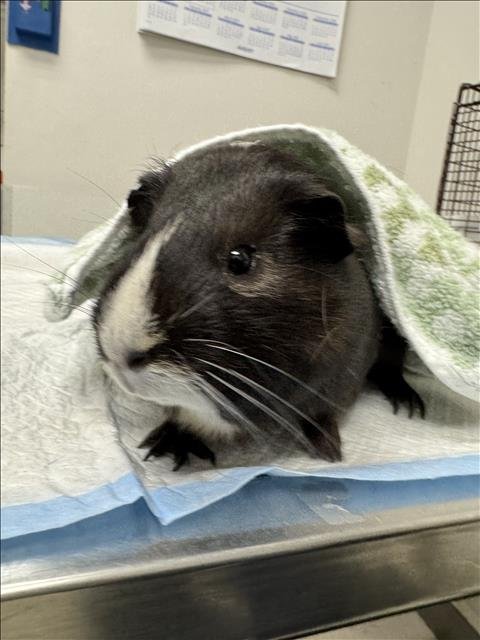GILBERT - Guinea Pig available for adoption
