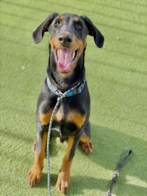 ACE - Doberman Pinscher available for adoption
