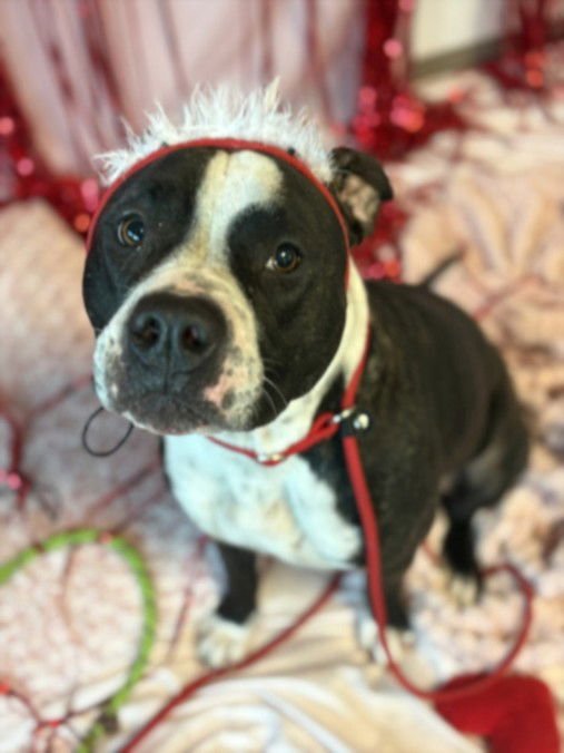 CULVER - Pit Bull Terrier available for adoption