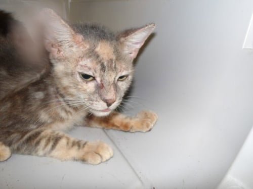 KAYLA - Domestic Short Hair available for adoption