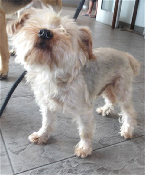 PICOLINO - Yorkshire Terrier Yorkie available for adoption
