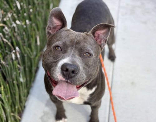 ENZO - Pit Bull Terrier available for adoption