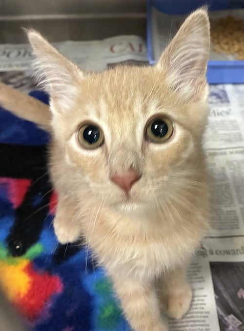BLONDIE - Domestic Short Hair available for adoption