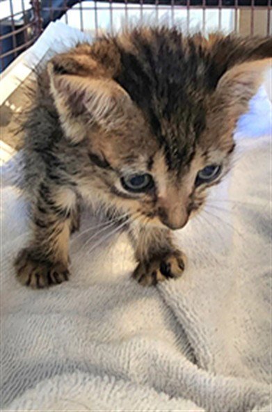 SIMON - Domestic Medium Hair available for adoption