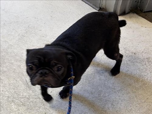 BARTOLOMO - Pug available for adoption