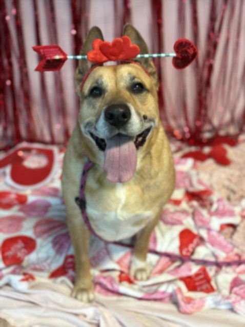 SARABI - German Shepherd Dog available for adoption