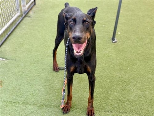APOLLO - Doberman Pinscher available for adoption