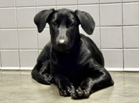 PEARL - Photo 1