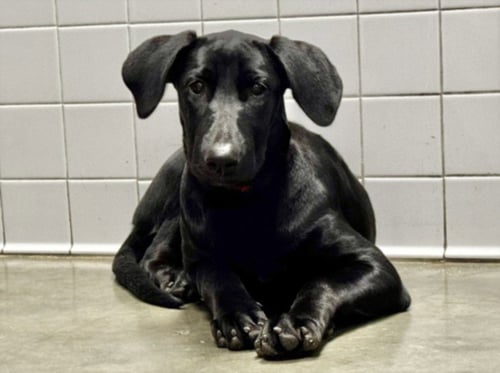 PEARL - Labrador Retriever available for adoption