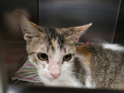 SHAYLA - Domestic Short Hair available for adoption