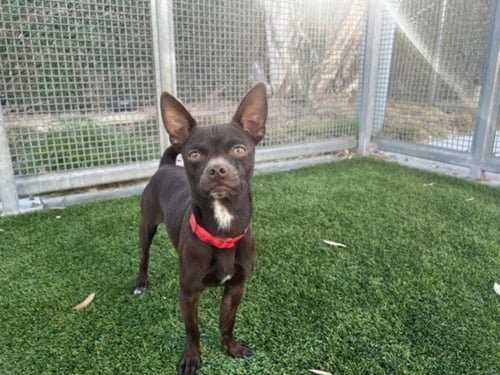 CHURRO - Chihuahua available for adoption