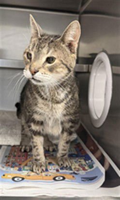 MITCHELL - Domestic Short Hair available for adoption