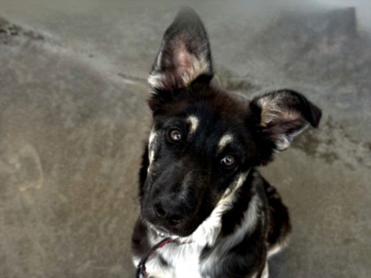 DALLAS - Siberian Husky available for adoption