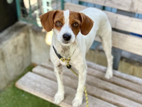 JAMIE - Tibetan Terrier available for adoption