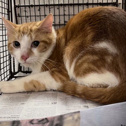 HOMER - Domestic Short Hair available for adoption