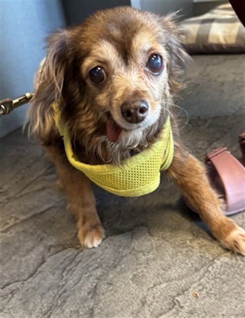 LILY - Chihuahua available for adoption