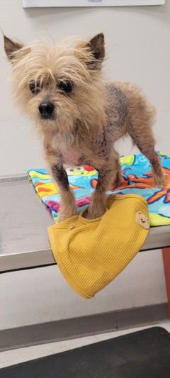 KOBE - Yorkshire Terrier Yorkie available for adoption