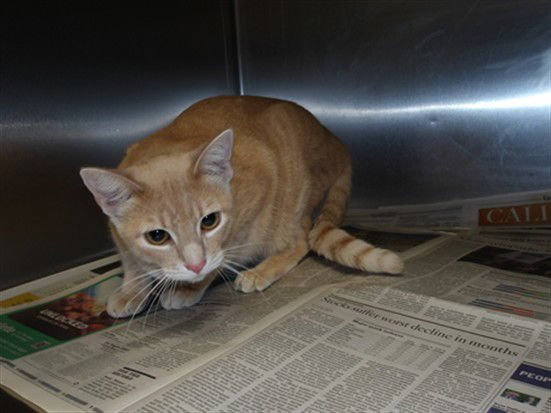 MANDIE - Domestic Short Hair available for adoption