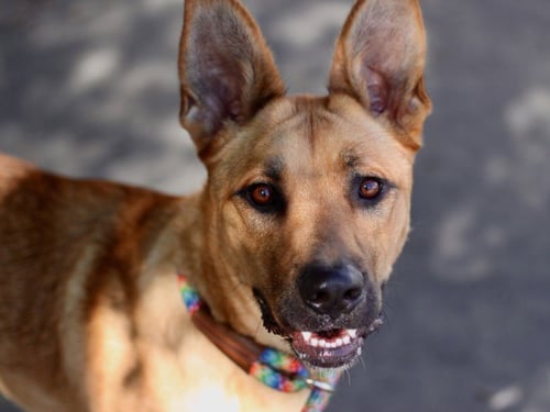 MISTY - Rhodesian Ridgeback available for adoption