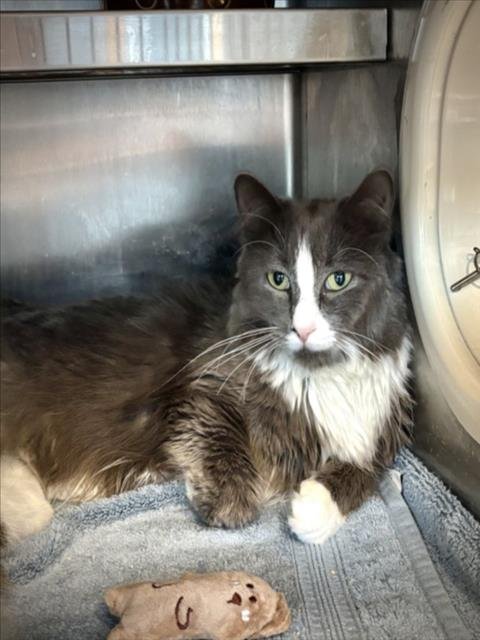 CLOVE - Domestic Medium Hair available for adoption