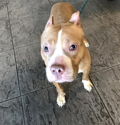 ATHENA - Staffordshire Bull Terrier available for adoption