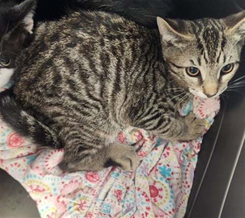 PICKLES - Domestic Short Hair available for adoption