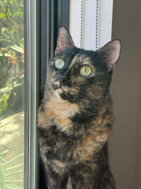 SOLANA - Domestic Short Hair available for adoption