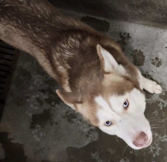 ZERO - Siberian Husky available for adoption